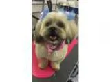 Adopt Sally a Lhasa Apso