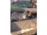 Adopt LOKI - LOST - 20th and Youngfield a German Shepherd Dog