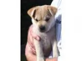 Adopt Brix a German Shepherd Dog