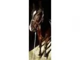 Alfie Friesian Perch Morgan gelding