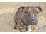 Adopt Eeyore a Pit Bull Terrier