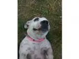 Adopt BeBe a White - with Black Bull Terrier  Basset Hound  Mixe