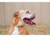 Adopt Diesel a Pit Bull Terrier