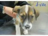 Adopt Ivan a Tricolor (TanBrown and Black and White) Beagle  Mix