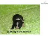 AKC Tommy-GA- We offer delivery