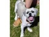 Adopt Bob a Lhasa Apso