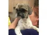 Adopt Griffin a Lhasa Apso