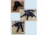 Adopt Labrador Retreiver Puppies (Sherburne NY) a Labrador Retri