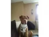 Adopt Dallas a RedGoldenOrangeCh estnut - with White American Pi
