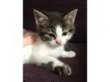 Adopt Princess Leia a Brown Tabby Manx  Mixed (short coat) cat i