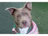 Adopt Sara a BrownChocolate - with White Pit Bull Terrier  Labra