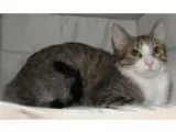 Adopt Oliver 6 months male clik4pics a Domestic Shorthair  Mixed