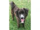 Adopt Tuxedo Texas a Black - with White Border Collie  Mixed dog