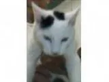 Adopt Hayes a Domestic Short Hair