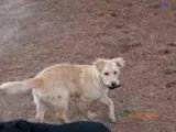 Adopt Shellie - VIDEO - PENDING ADOPTION a Golden Retriever