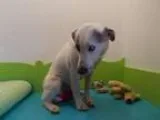Adopt Sasha a Australian Cattle Dog (Blue Heeler)
