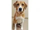 Adopt Bess (Oswego) a Beagle