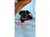 Sddefr akc male yorkshire terrier quotyorkie