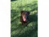 Adopt Battersby - Adoption Pending a Chocolate Labrador Retrieve