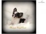 AKC Tiny Tim