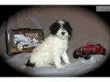 Portuguese Water Dog Fun Loving Manny