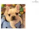 Titan gorgeous French Bulldog Puppy Queens NY