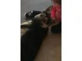 Adopt Bullet a German Shepherd Dog
