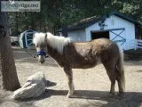 Icelandic Horse For Sale