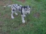 Exceptional Great Dane puppies to re-home to any 1