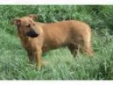 Adopt Shye a German Shepherd Dog