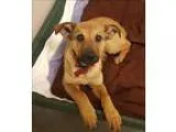 Adopt Annie Oakley a German Shepherd Dog  Mixed dog in Neosho MO