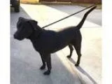 Adopt Khalo a Black Labrador Retriever  Mixed dog in Jacksonvill