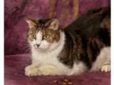 Adopt Grandma Baby a Tabby - Brown Domestic Short Hair-white