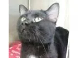 Adopt Slate a Domestic Shorthair  Mixed cat in Brougham ON (1529