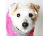 Adopt Sneeky a Jack Russell Terrier (Parson Russell Terrier)