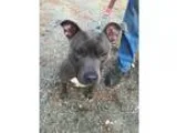 Dane pups