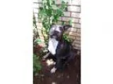 Adopt Tagalong a Pit Bull Terrier