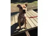 Adopt Willow(15 lb) Great Family Pet a BrownChocolate - with Whi
