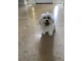 CKC SHIH-ZU PUPPIES