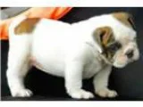 Adorable english bulldog puppyfor sale