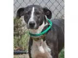 Adopt Fred a Black - with White Bobtail  Greyhound  Mixed dog in