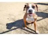 Adopt Cherry a Pit Bull Terrier