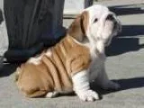 English bulldog puppies akc oo hhg