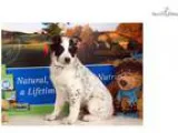 Bill - Blue Heeler puppy