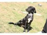 Adopt Oscar a Black - with White Dachshund  Mixed dog in Media P