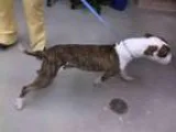 Adopt MANSON a Pit Bull Terrier  Mixed dog in Rockford IL (15244