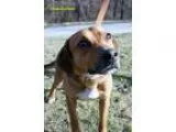 Adopt Handsome a German Shepherd Dog Hound