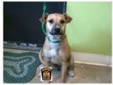 Adopt Clover a TanYellowFawn Beagle  Boxer  Mixed dog in Moberly