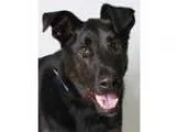 Adopt Mars a Labrador Retriever Irish Wolfhound