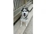 Adopt Stoli a Husky Siberian Husky